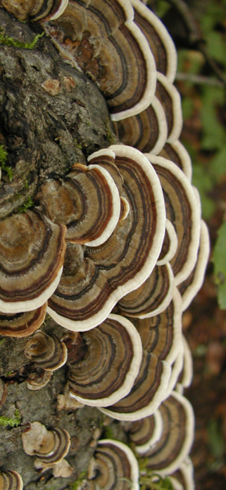 Tremetes versicolor